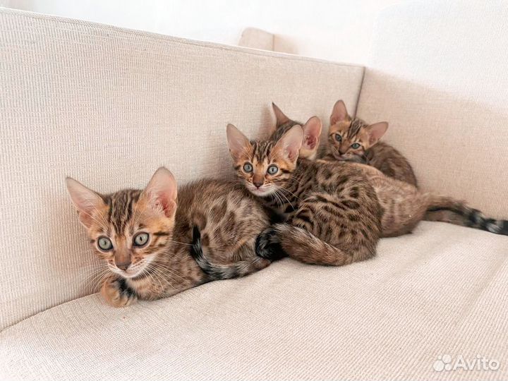 Бенгальские котята