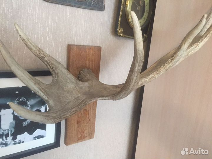 Рога лося подарочные