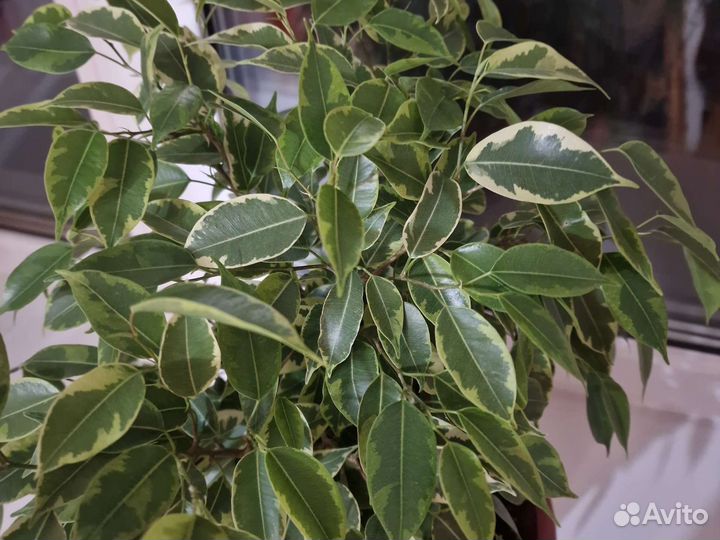 Фикус бенджамина пестролистный