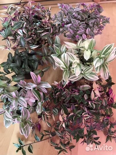 Традесканции сортовые коллекция