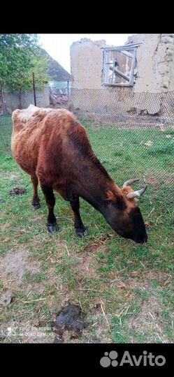 Корова дойная