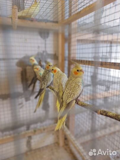 Попугай Карелы