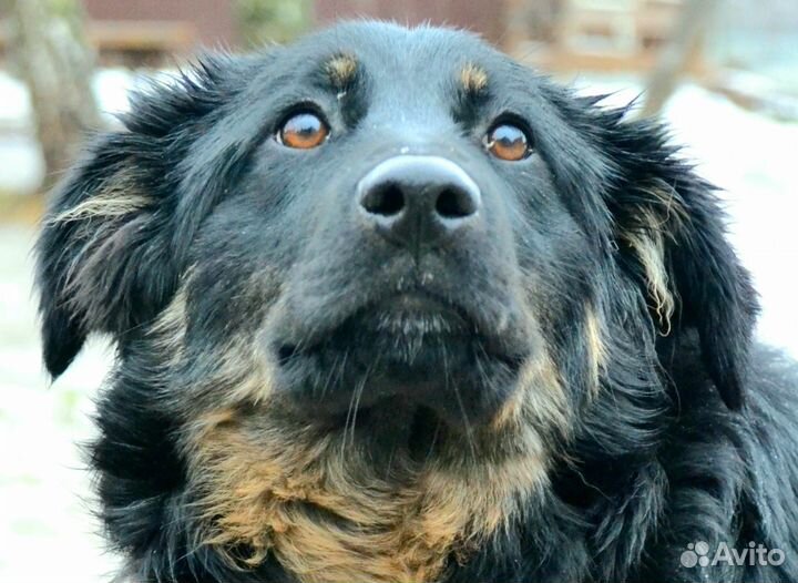 Хитрая Мышка ищет дом