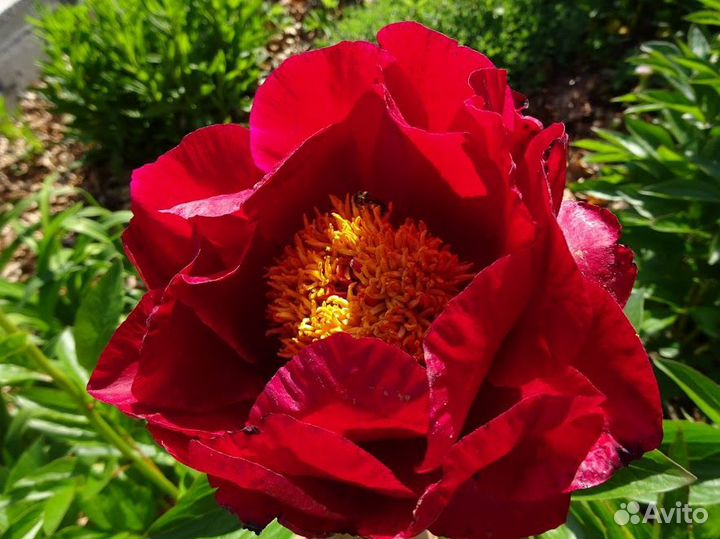 Пион Зе Макино Гранд