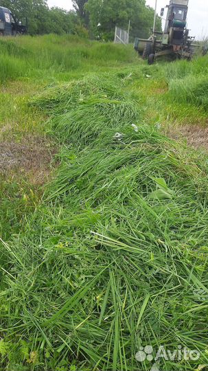 Сено луговое этого года