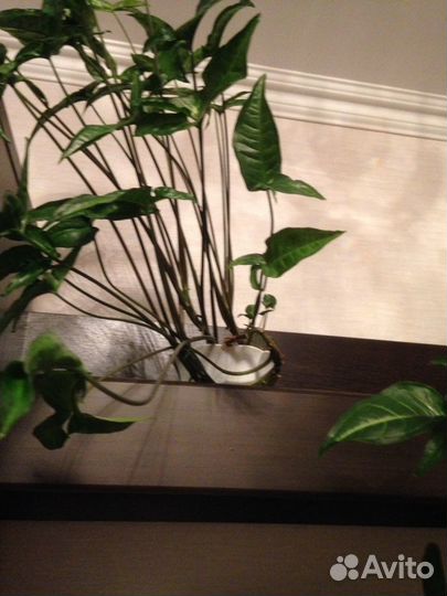 Цветы сингониумы