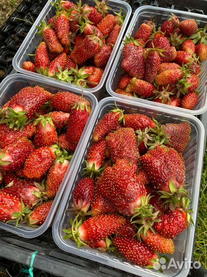 Саженцы клубники Купчиха