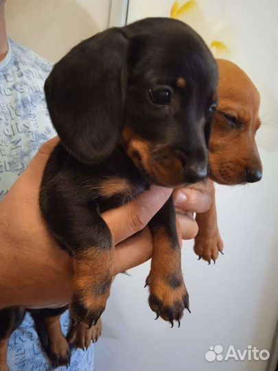 Карликовая такса