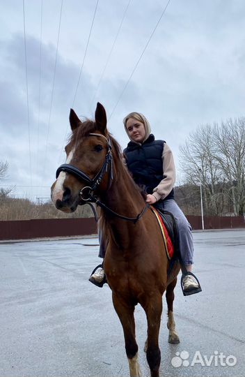 Лошадь кобыла