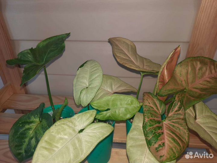 Сингониум набор