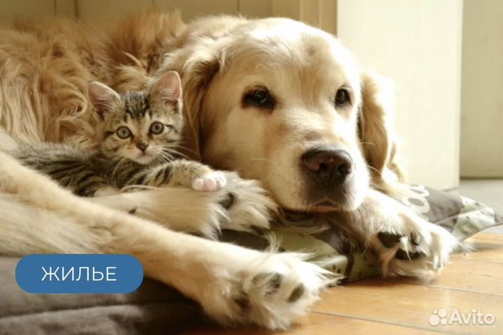 Передержка животных в домашних условиях