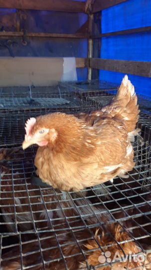 Куры Несушки