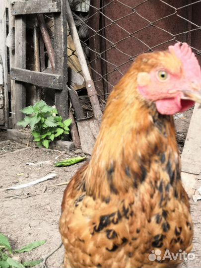 Петушки кучинские