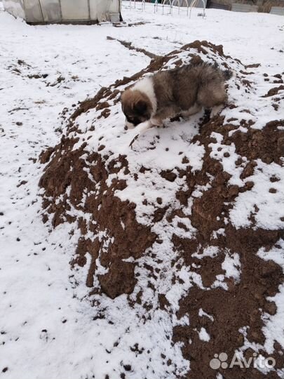Щенки немецкой овчарки и американского акита