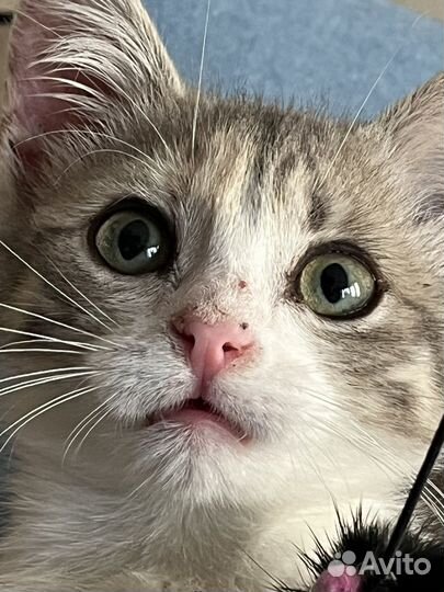 Спасите Масю