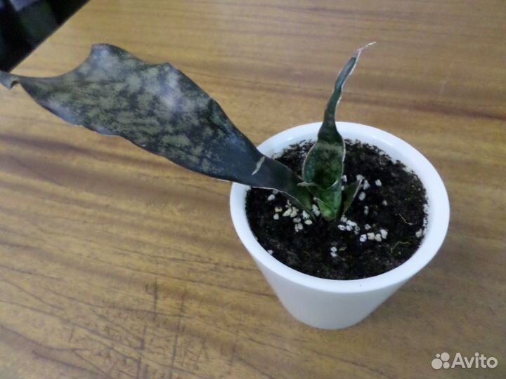 Сансевиерии сортовые