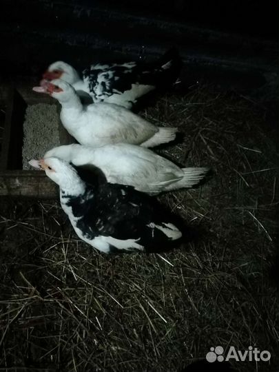 Инкубационное яйцо кучинской юбилейной породы кур