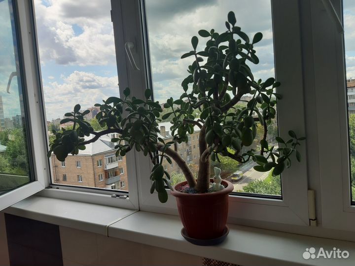 Денежное дерево толстянка