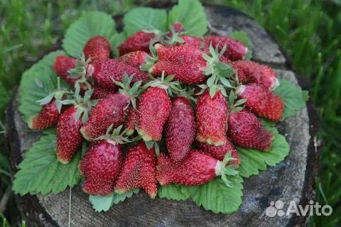 Рассада клубники Купчиха