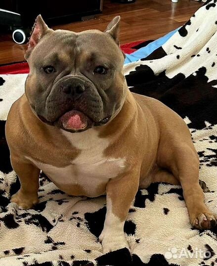 Американский Булли покет. Вязка