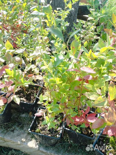 Плодовые кустарники