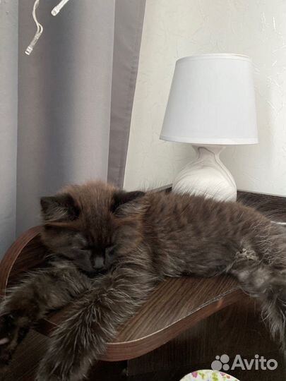 Котенок ищет дом