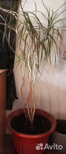 Пальма драцена