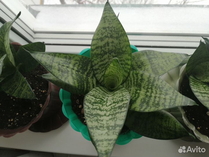 Сансевиерия Ханни / Зейланика без горшка