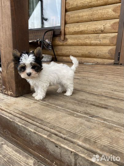 Щенки бивер и шоколад