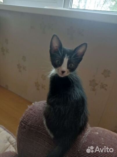 Котёнок в добрые руки Бесплатно
