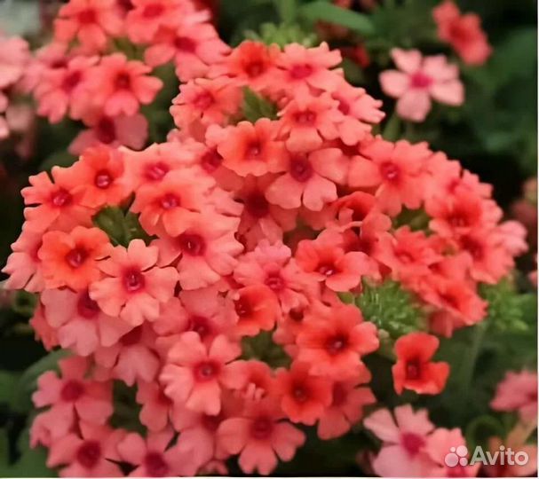 Вегетативная Вербена Lascar Mango Orange