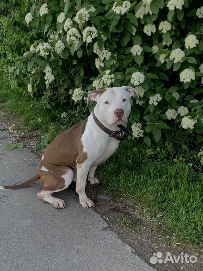 Питбультерьер в добрые руки