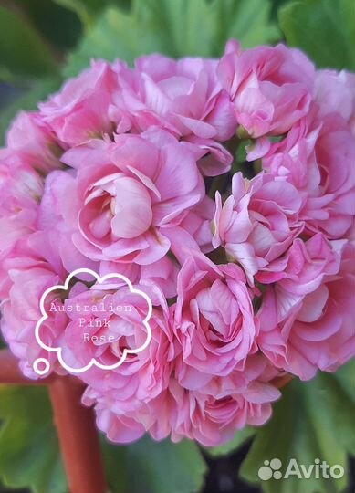 Розебудная пеларгония (герань)