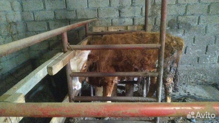 Корова красная степная