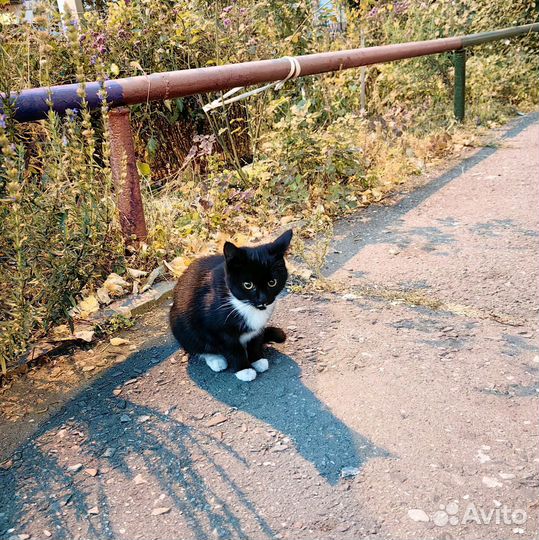 Кошечка в добрые руки