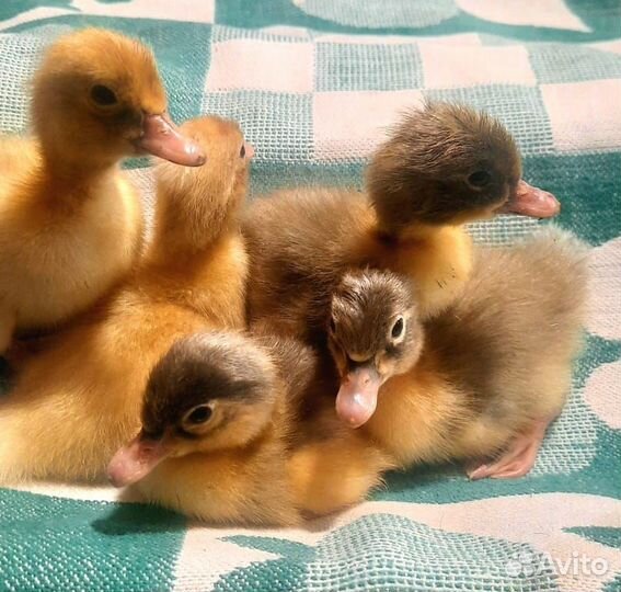 Цыплята утята индюшата крольчата