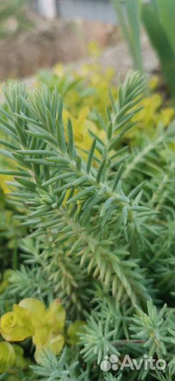 Растения для сада