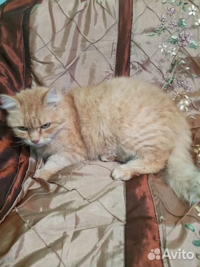 Рыжик ищет дом