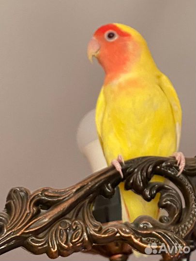 Попугай неразлучник