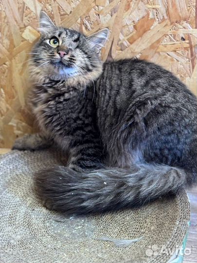 Кошечка после издевательств осталась без глаза