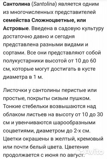 Сантолина сизая