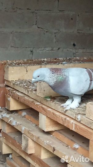 Голуби продажа бойные