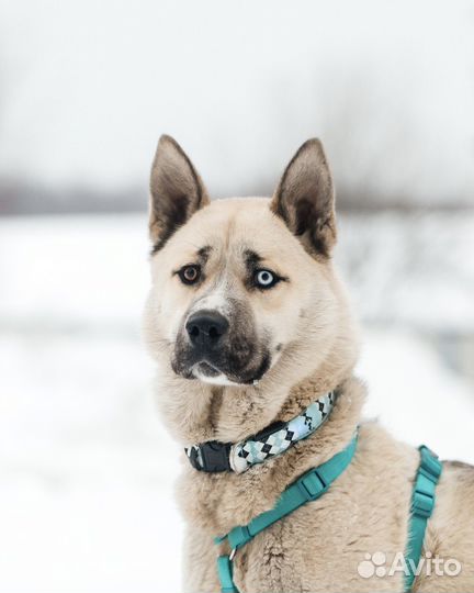 Гай ищет дом