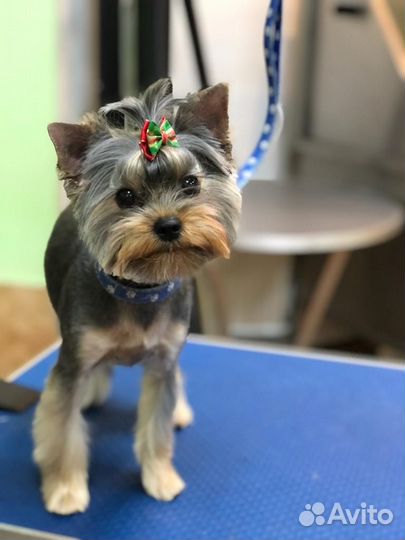 Груминг собак и кошек в зоосалоне Чара. Зоосалон