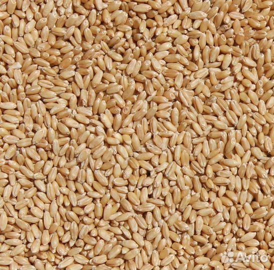 Пшеница фуражная