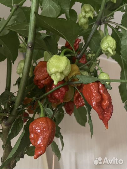 Семена перцы Carolina reaper