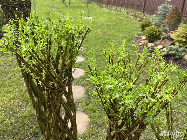 Плетеное дерево из ивы американки