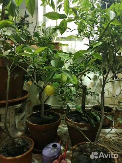 Цитрусовые растения