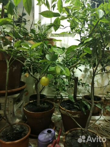 Цитрусовые растения