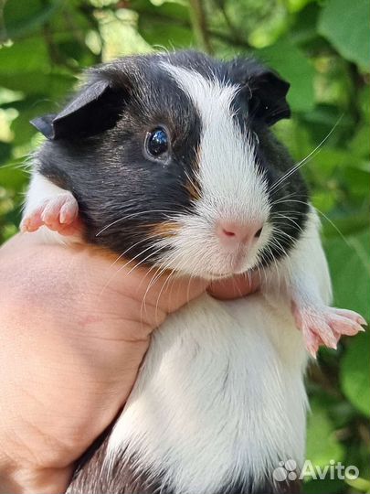 Морские свинки мальчики